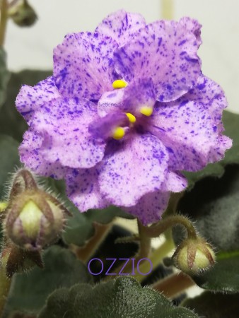 197. Ozzio