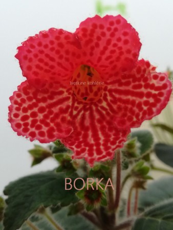 52. Borka