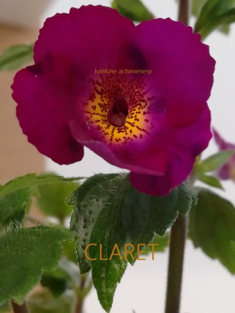 09. CLARET
