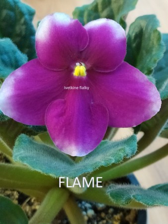 017. FLAME
