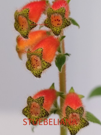17. STUEBELIANA